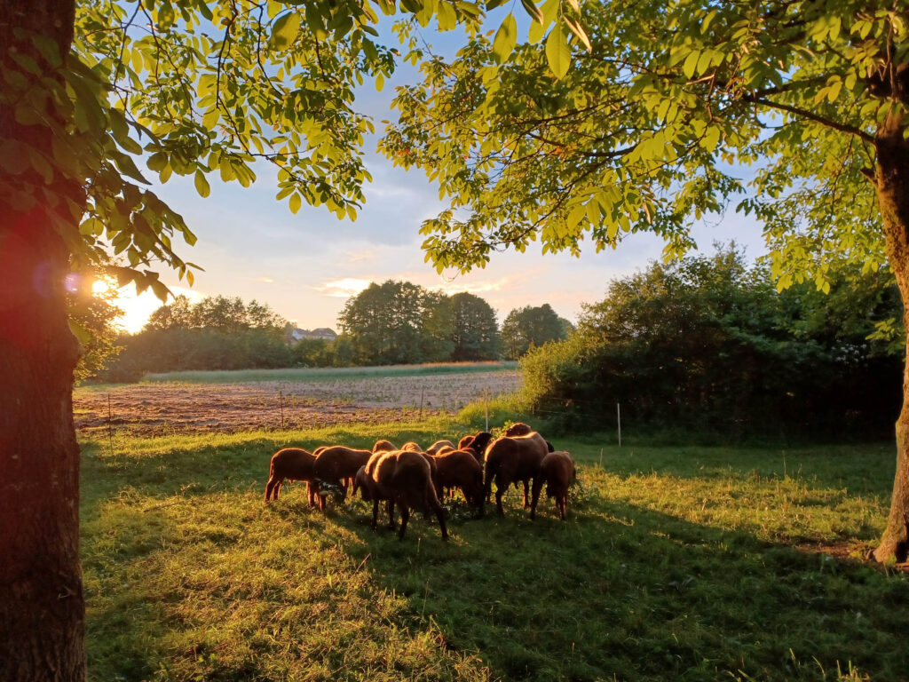 Bergschafe auf der Weide im stimmungsvollen Abendlicht