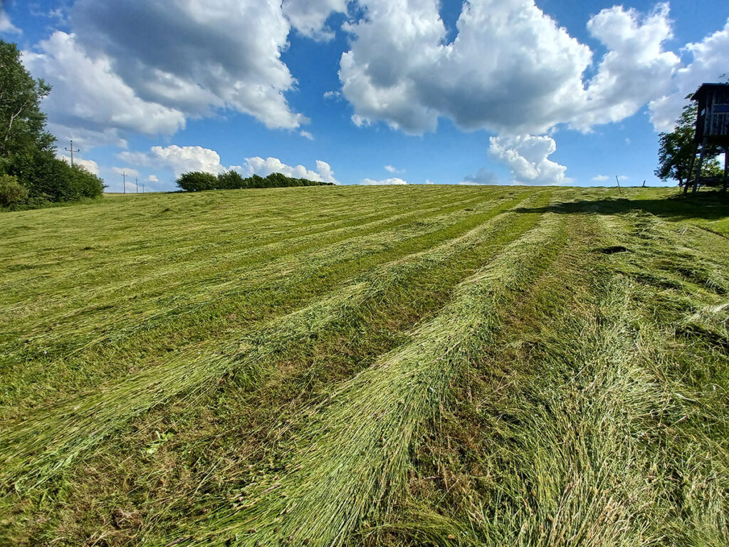 Geschnittenes Gras unter blauem Himmel