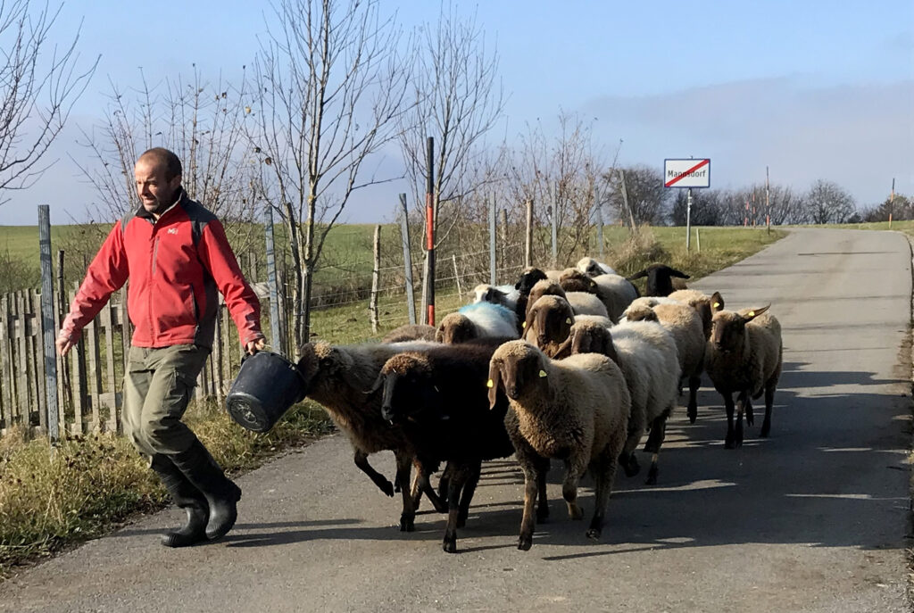 Paul Axmann unterwegs mit den Bergschafe auf der Straße