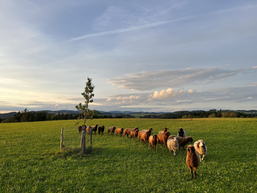 Schafe auf der grünen Weide