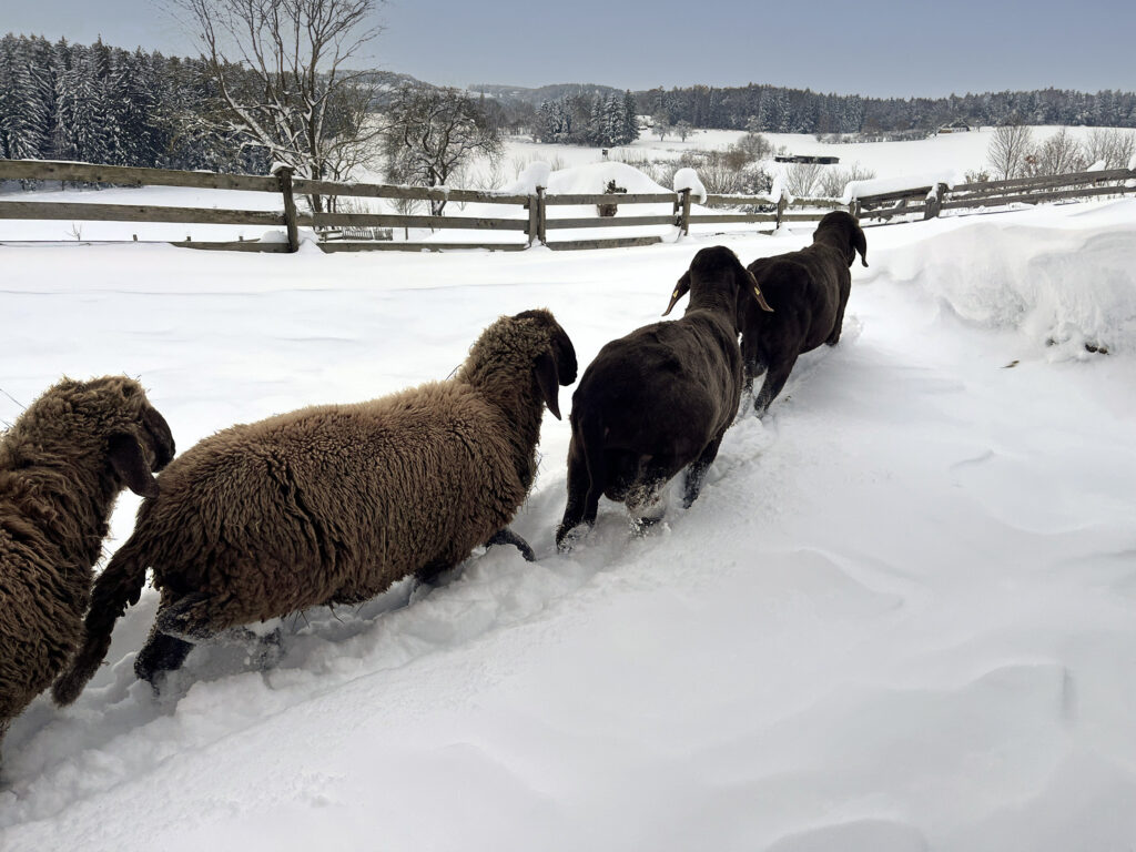 Schafe im Schnee